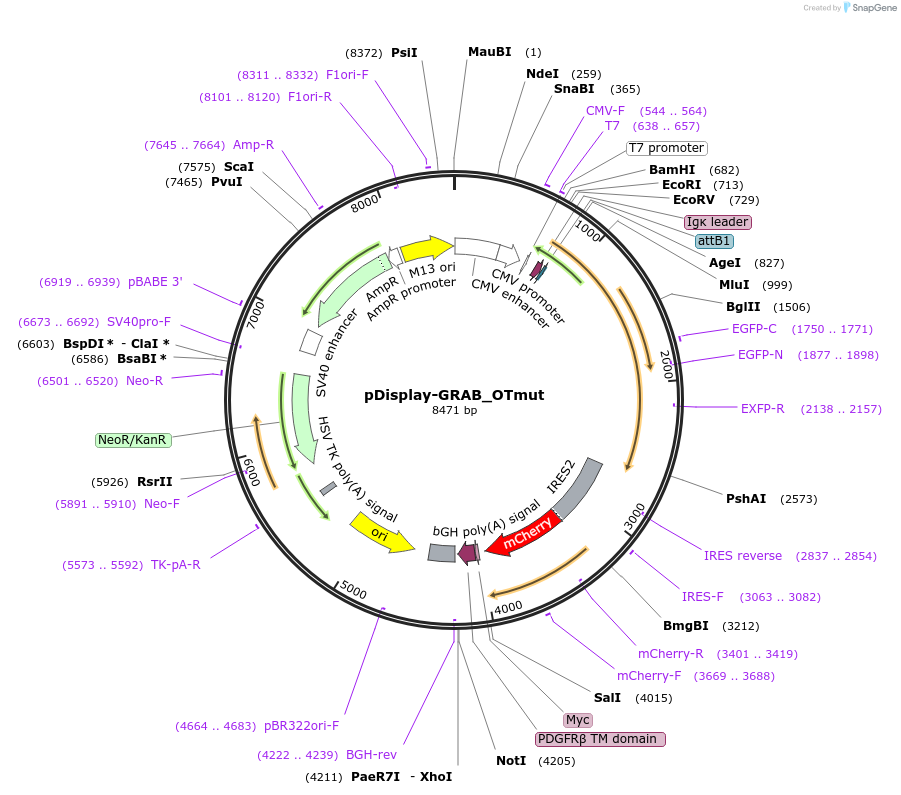 185385-plasmid-map-sequence-id-365773