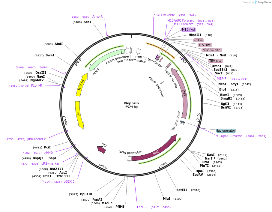 186134-plasmid-map-sequence-id-365813