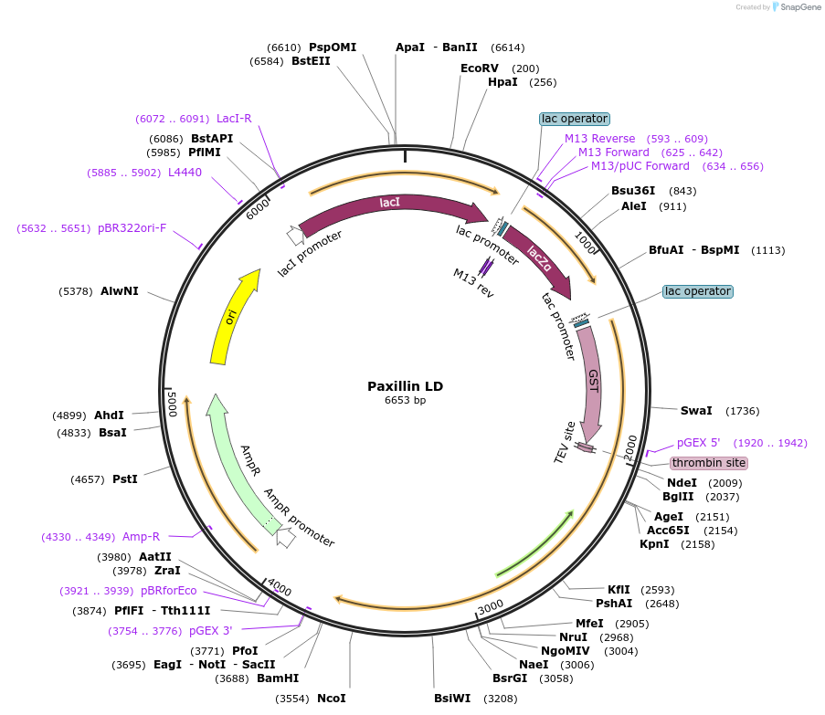 186150-plasmid-map-sequence-id-365814
