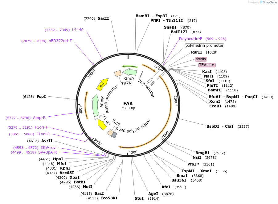 186141-plasmid-map-sequence-id-365816