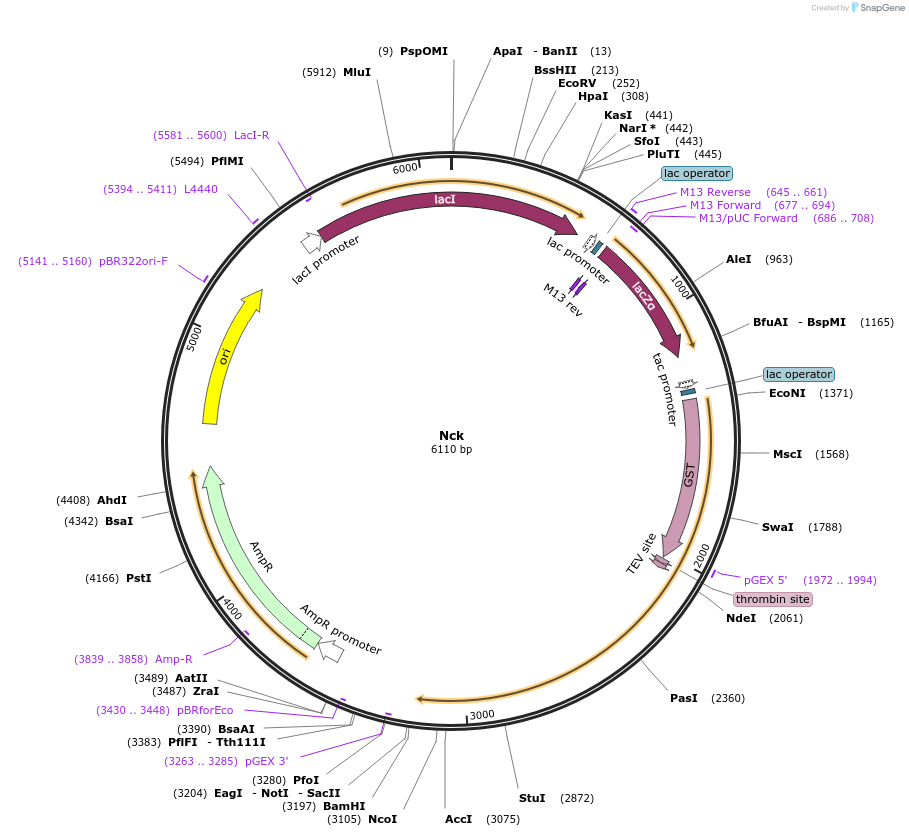 186133-plasmid-map-sequence-id-365817