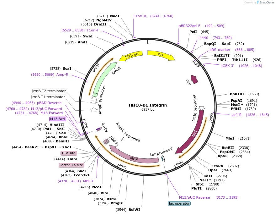 186139-plasmid-map-sequence-id-365818