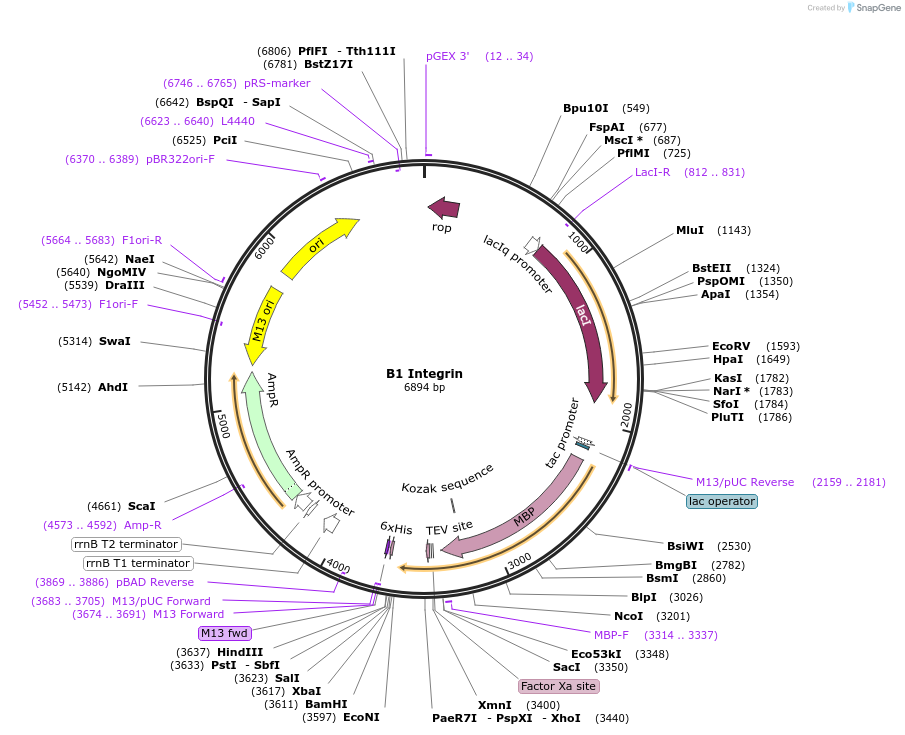 186137-plasmid-map-sequence-id-365819