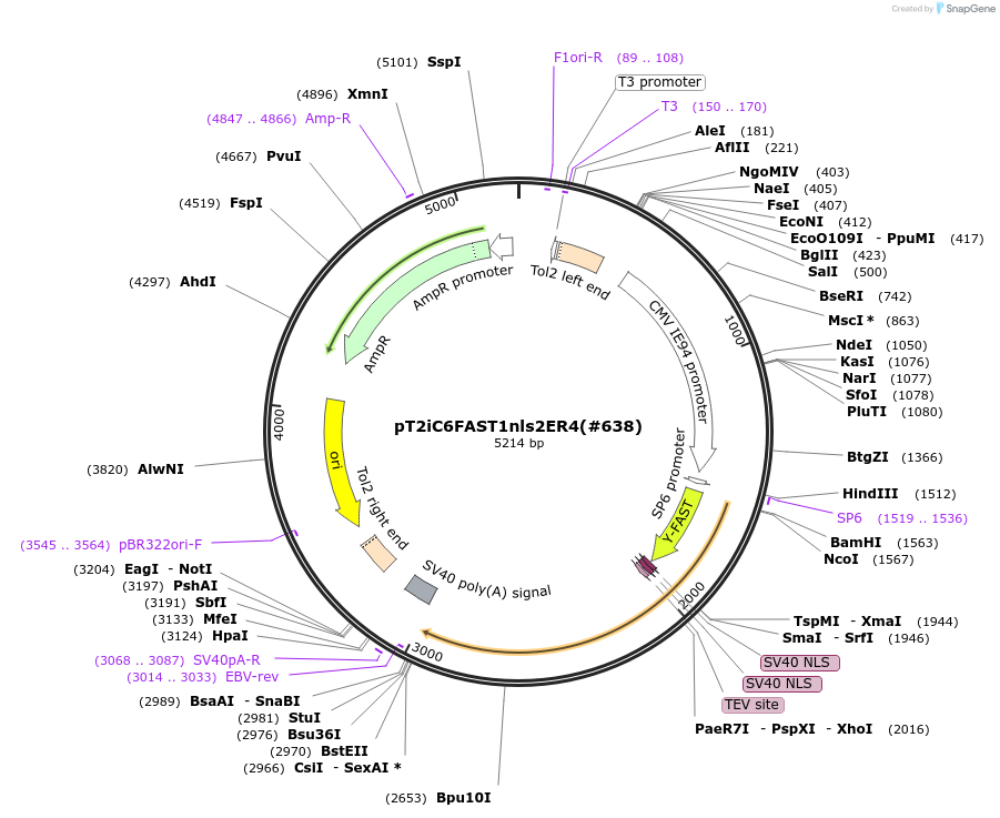 184068-plasmid-map-sequence-id-365820