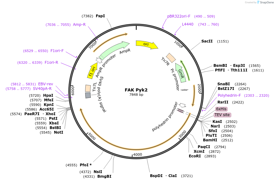 186146-plasmid-map-sequence-id-365821