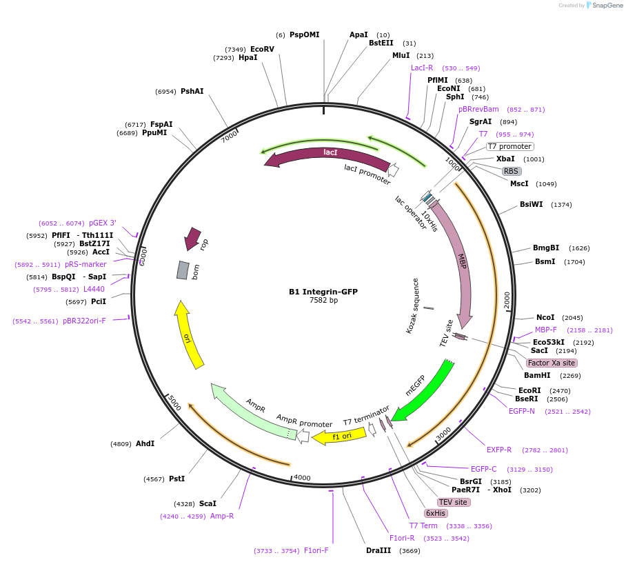 186138-plasmid-map-sequence-id-365827