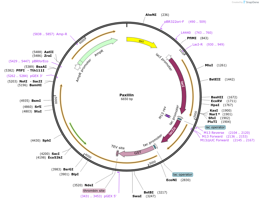 186142-plasmid-map-sequence-id-365829