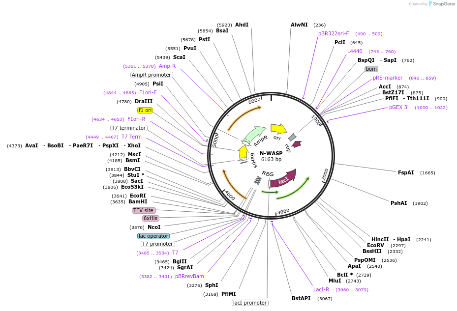 186132-plasmid-map-sequence-id-365831