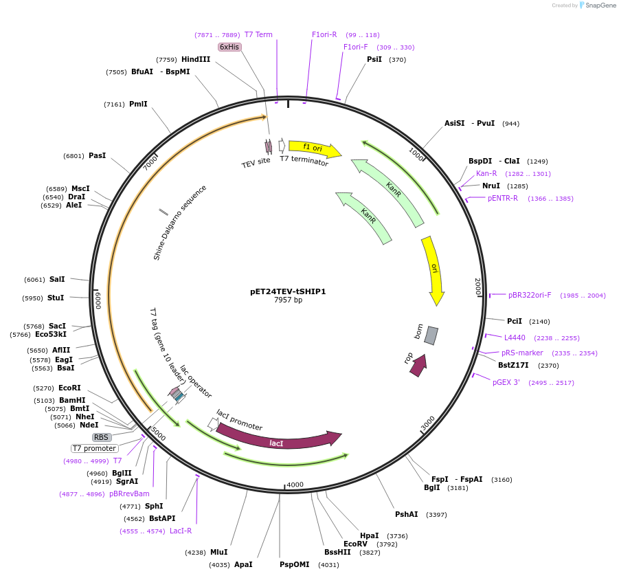 183770-plasmid-map-sequence-id-365832