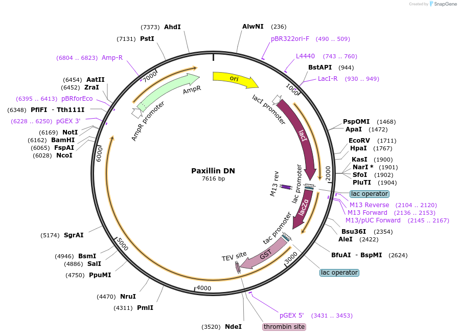 186151-plasmid-map-sequence-id-365835