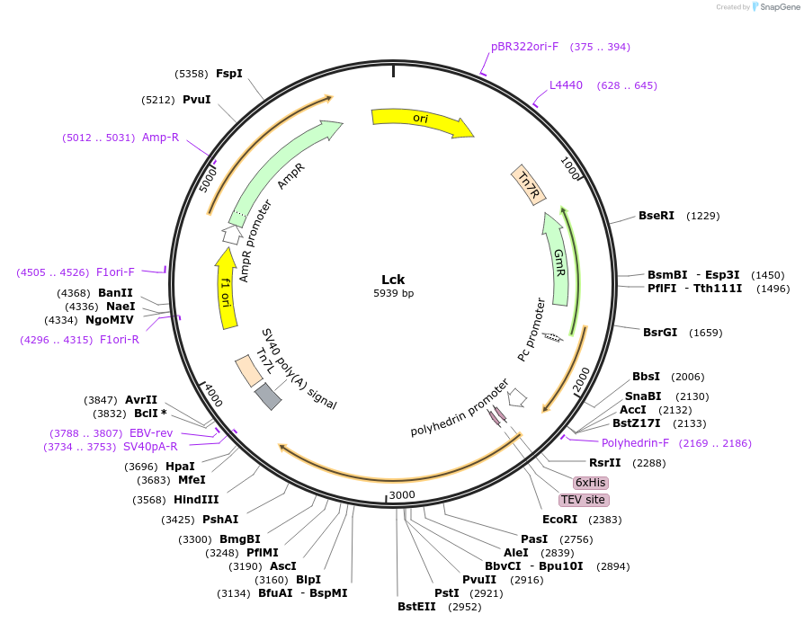 186130-plasmid-map-sequence-id-365836