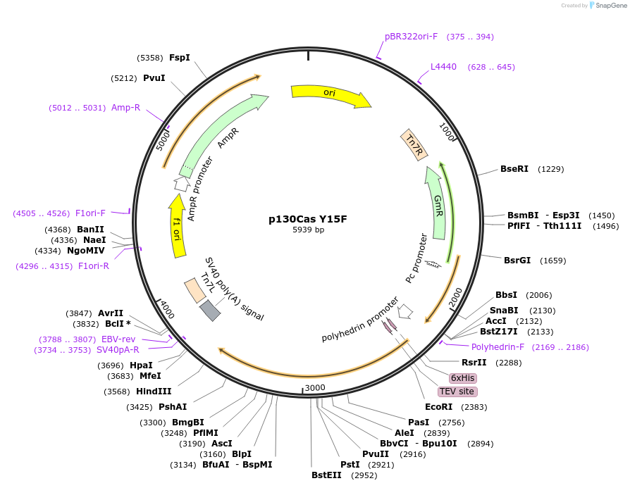 186154-plasmid-map-sequence-id-365837