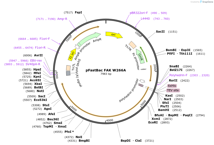 186144-plasmid-map-sequence-id-365838