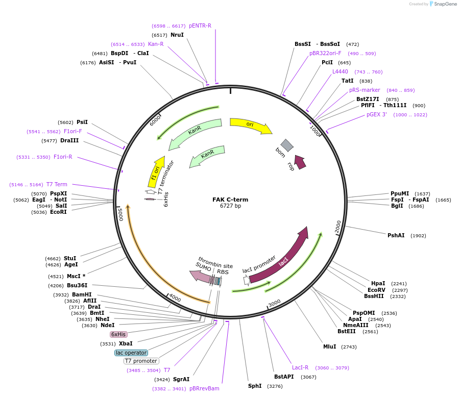 186147-plasmid-map-sequence-id-365839