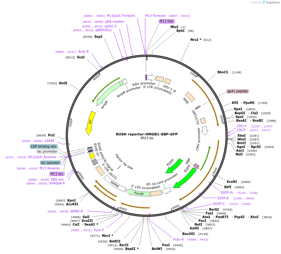 172357-plasmid-map-sequence-id-365840