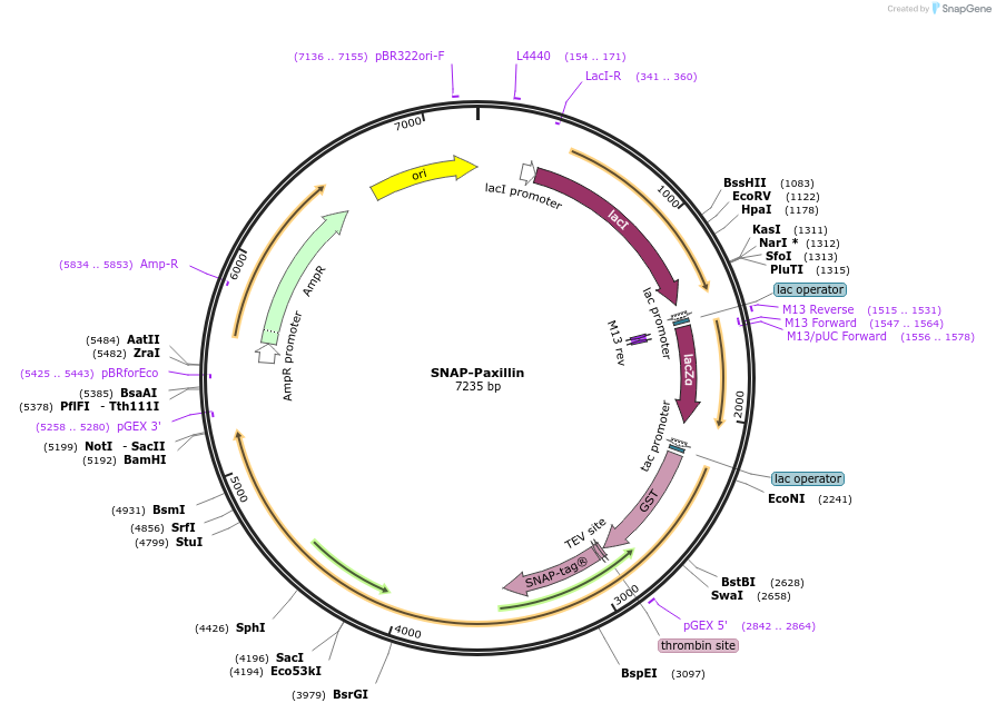 186143-plasmid-map-sequence-id-365841