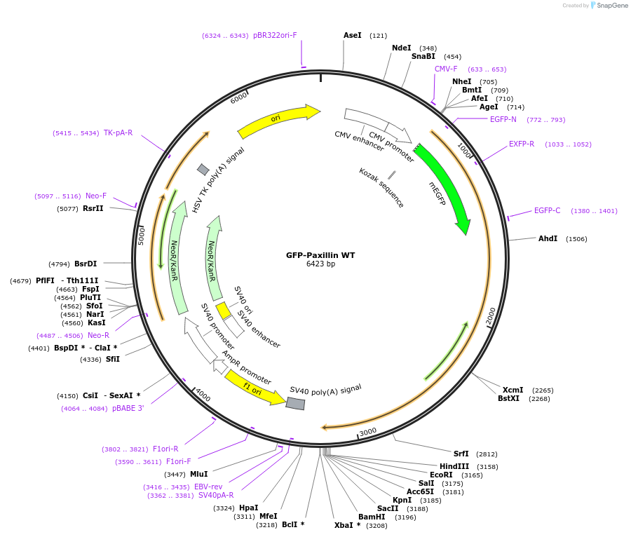 186152-plasmid-map-sequence-id-365843