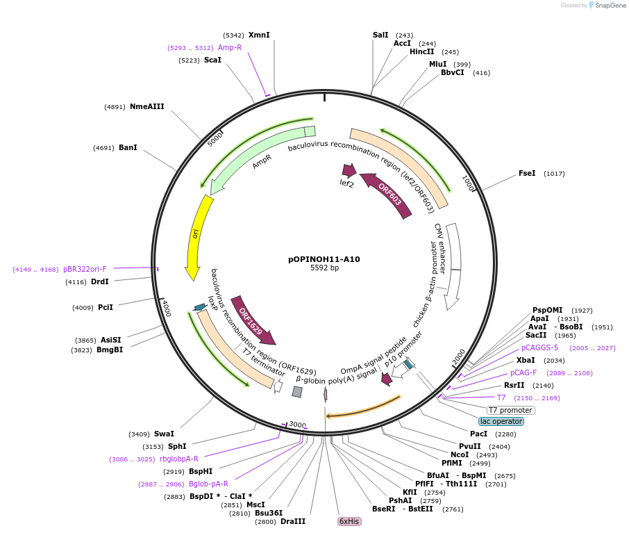 184278-plasmid-map-sequence-id-365862
