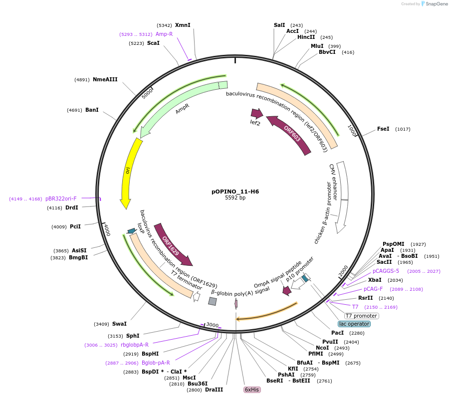 184280-plasmid-map-sequence-id-365863