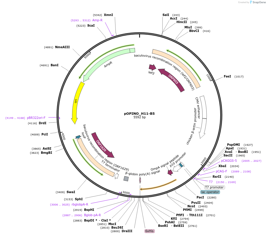 184279-plasmid-map-sequence-id-365864