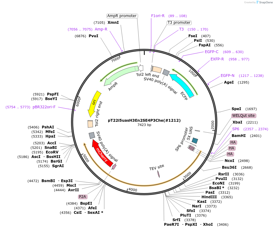 184098-plasmid-map-sequence-id-365869