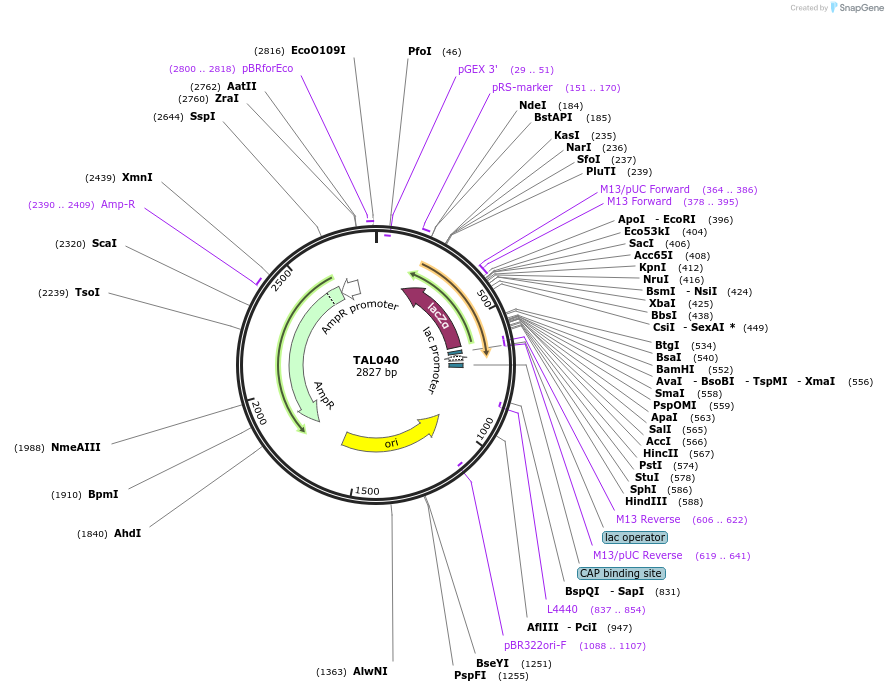 32278-plasmid-map-sequence-id-36590