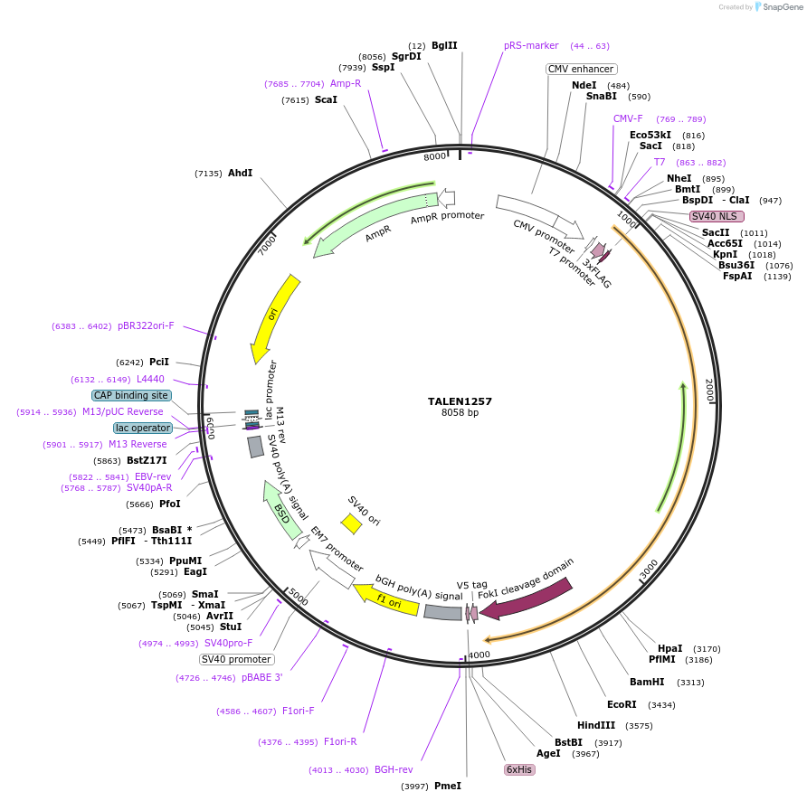 32280-plasmid-map-sequence-id-36591