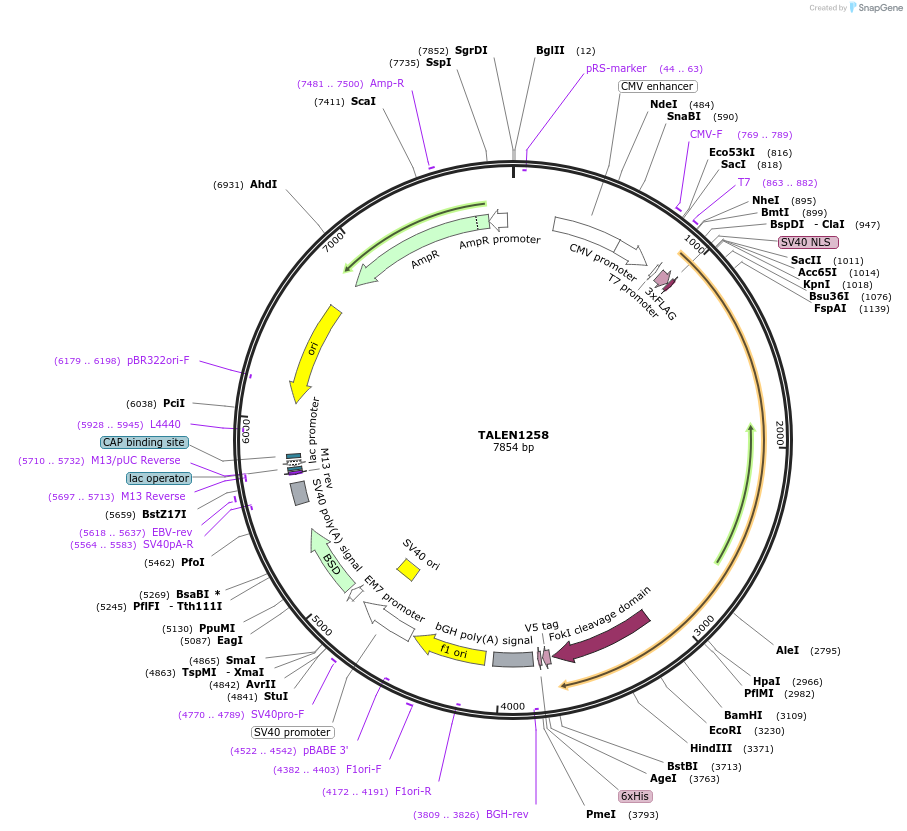 32281-plasmid-map-sequence-id-36592
