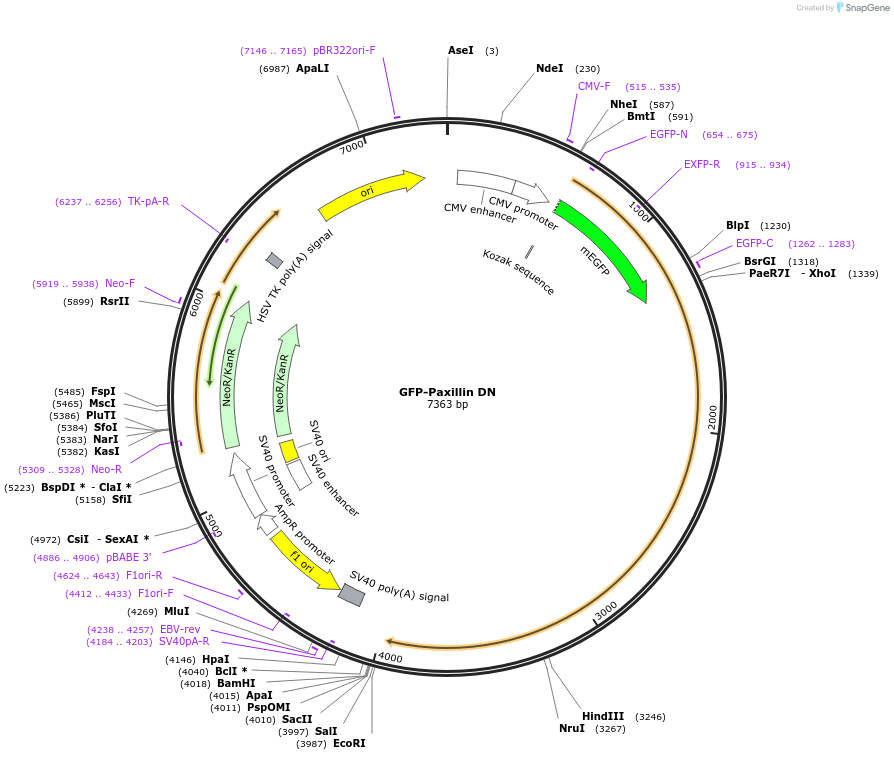 186153-plasmid-map-sequence-id-365924