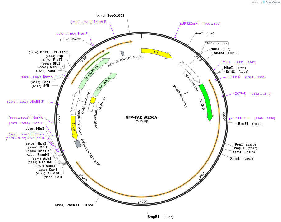 186149-plasmid-map-sequence-id-365925