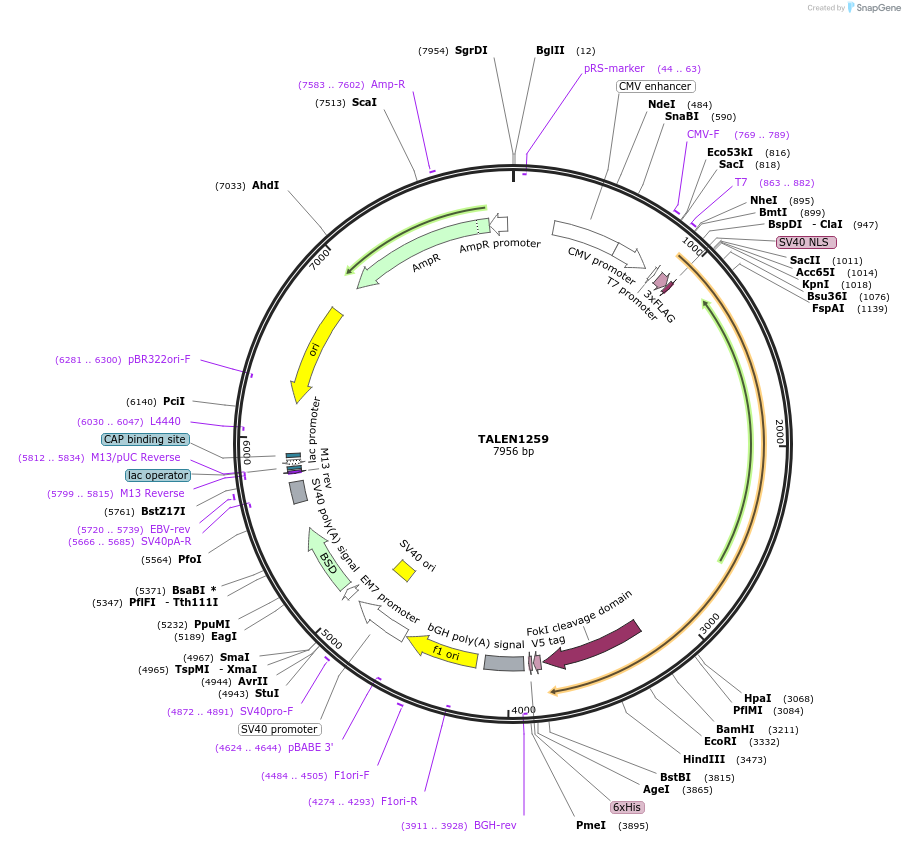 32284-plasmid-map-sequence-id-36593
