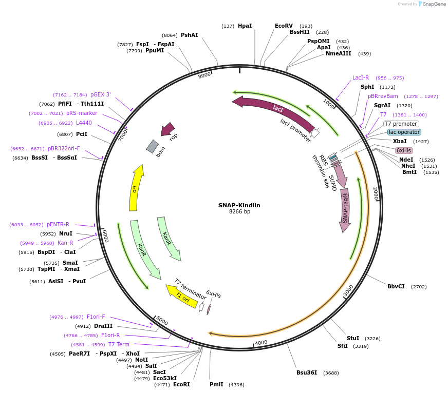 186136-plasmid-map-sequence-id-365933