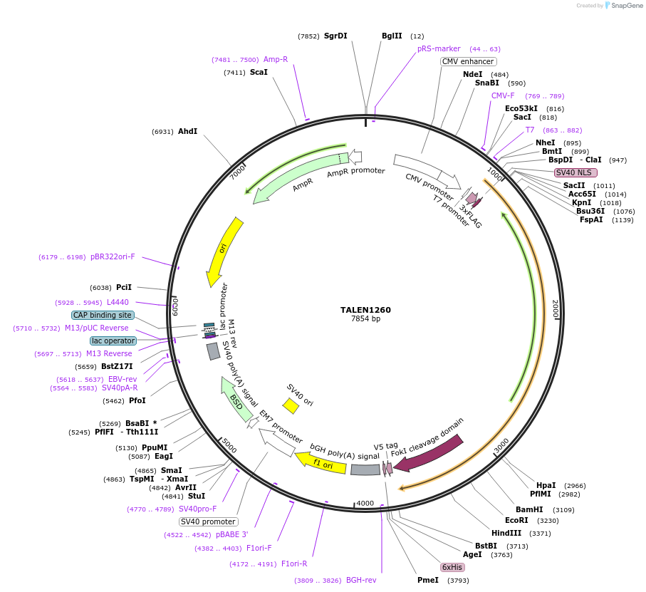 32282-plasmid-map-sequence-id-36594