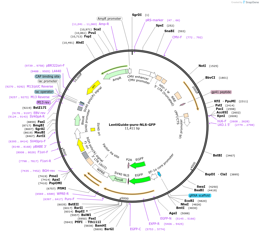 185473-plasmid-map-sequence-id-365940
