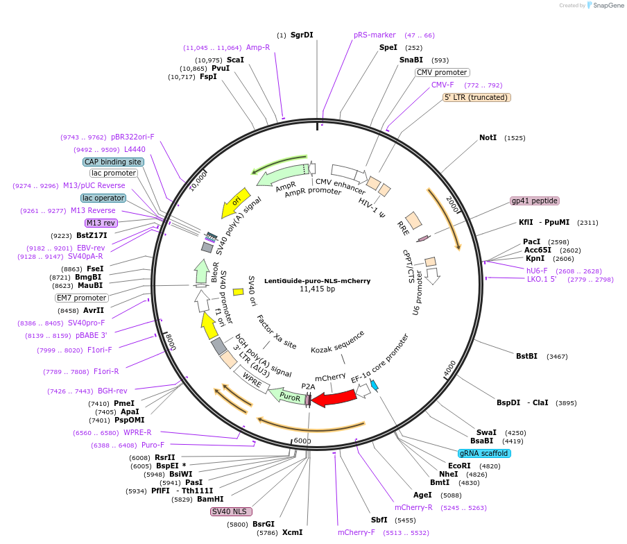 185474-plasmid-map-sequence-id-365941