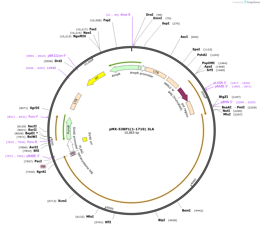 185698-plasmid-map-sequence-id-365946