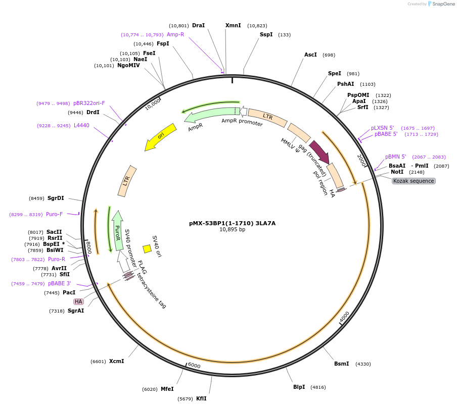 185707-plasmid-map-sequence-id-365947