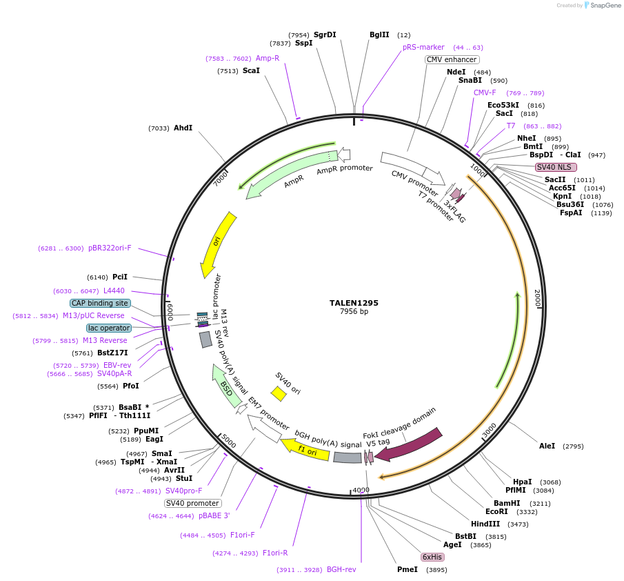 32283-plasmid-map-sequence-id-36595