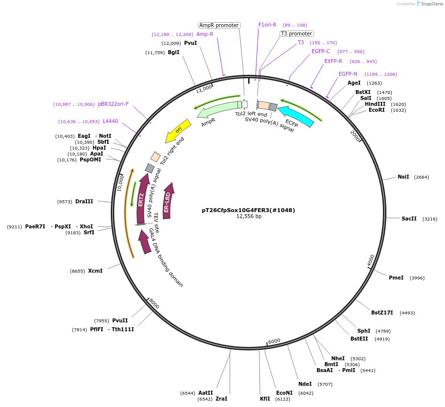 184073-plasmid-map-sequence-id-365954