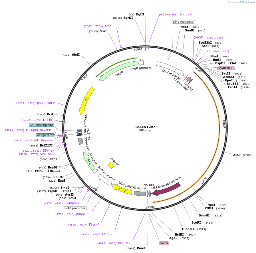 32279-plasmid-map-sequence-id-36596