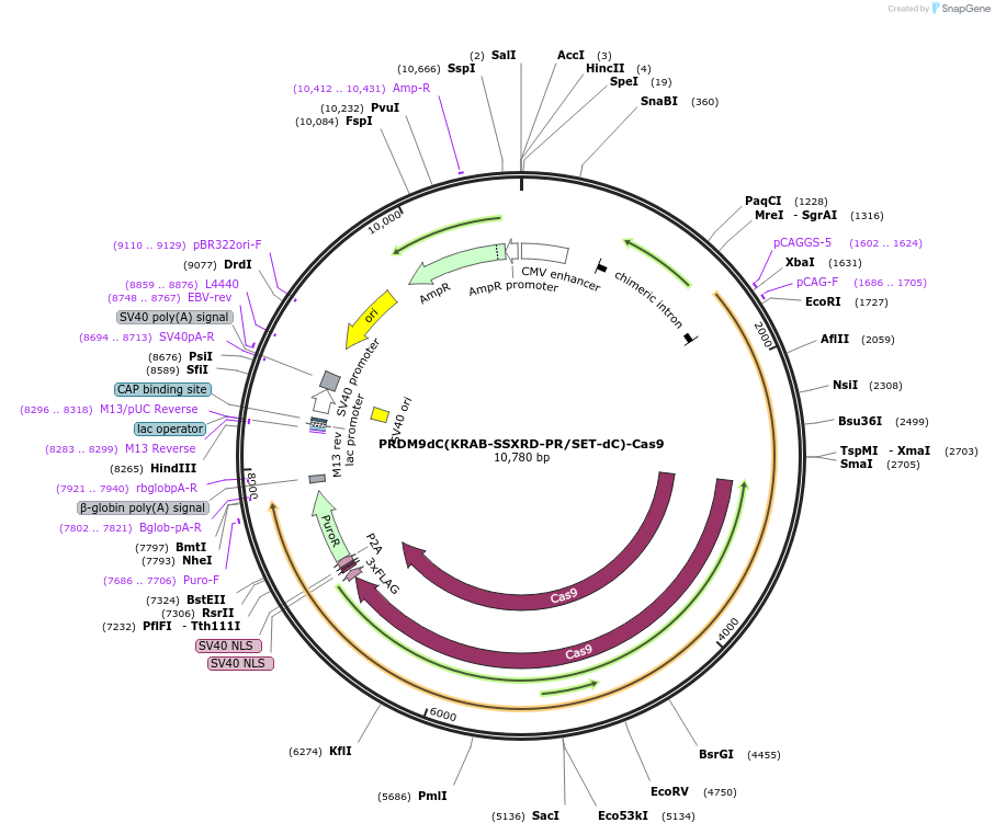 186699-plasmid-map-sequence-id-365996
