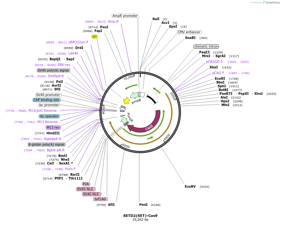 186700-plasmid-map-sequence-id-365997