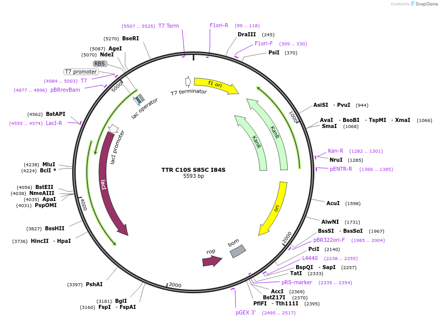 184748-plasmid-map-sequence-id-366004