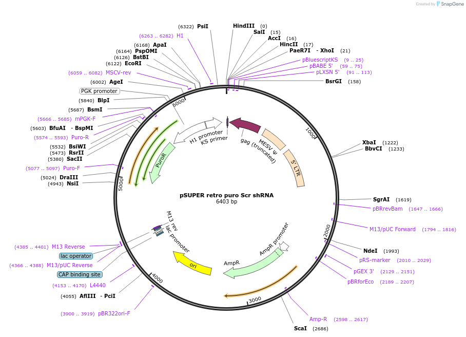 30520-plasmid-map-sequence-id-36602
