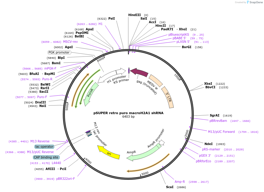 30517-plasmid-map-sequence-id-36604