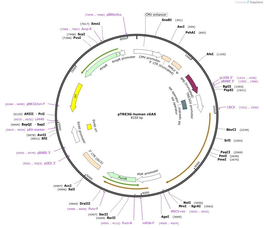 186853-plasmid-map-sequence-id-366041