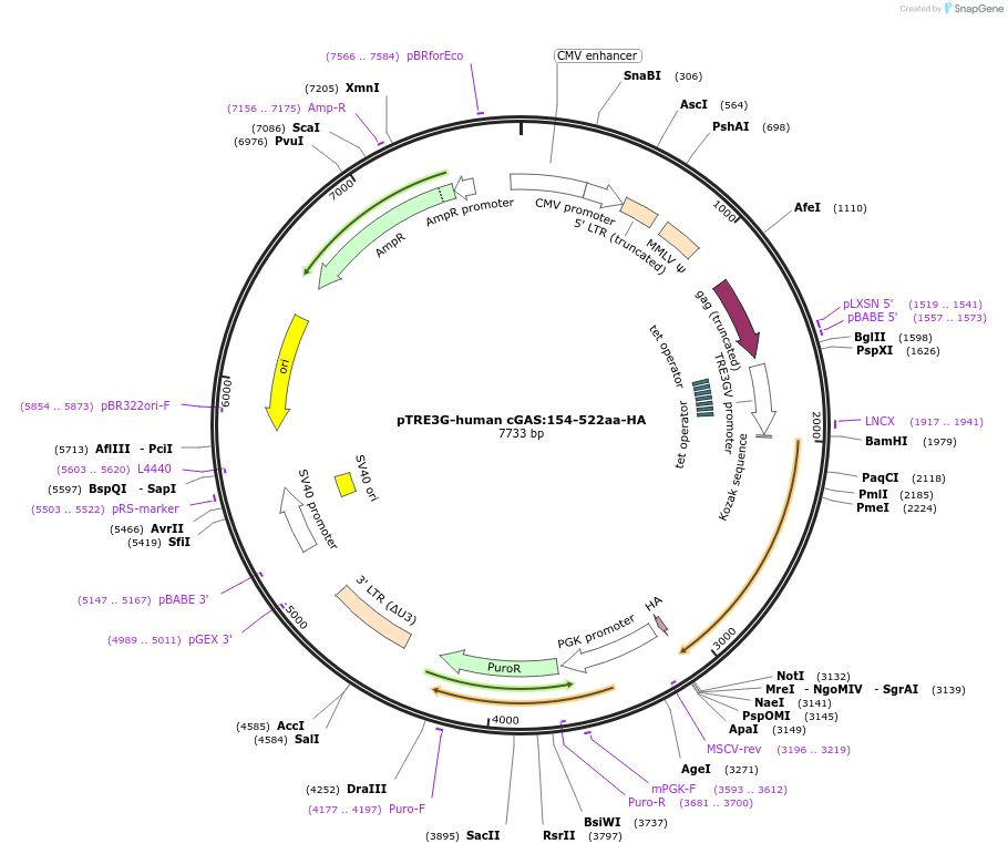 186855-plasmid-map-sequence-id-366046
