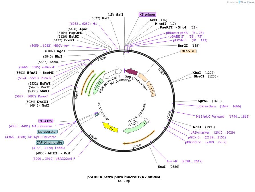 30518-plasmid-map-sequence-id-36605