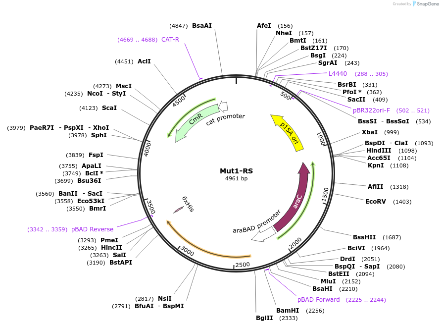 182881-plasmid-map-sequence-id-366057