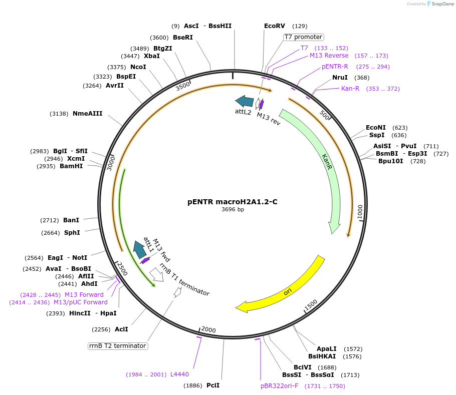30512-plasmid-map-sequence-id-36606